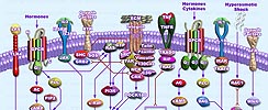 MAPK Signaling